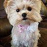 Chloe is registered to the contest to win money with this photo: dog, pet, small_dog, fluffy, cute, collar, flower, pink, brown_couch, indoor, adorable, face, fur, animal, closeup, sitting, domestic_animal, companion, young_dog, portrait