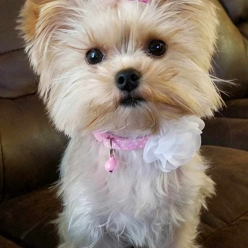 Chloe