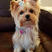 Chloe is registered to the contest to win money with this photo: dog, yorkshire_terrier, pet, bow, collar, heart_shaped_tag, brown_leather_couch, indoor, cute, fluffy, small_dog, canine, animal, sitting, looking_at_camera, fur, ears, portrait, domestic_animal, companion