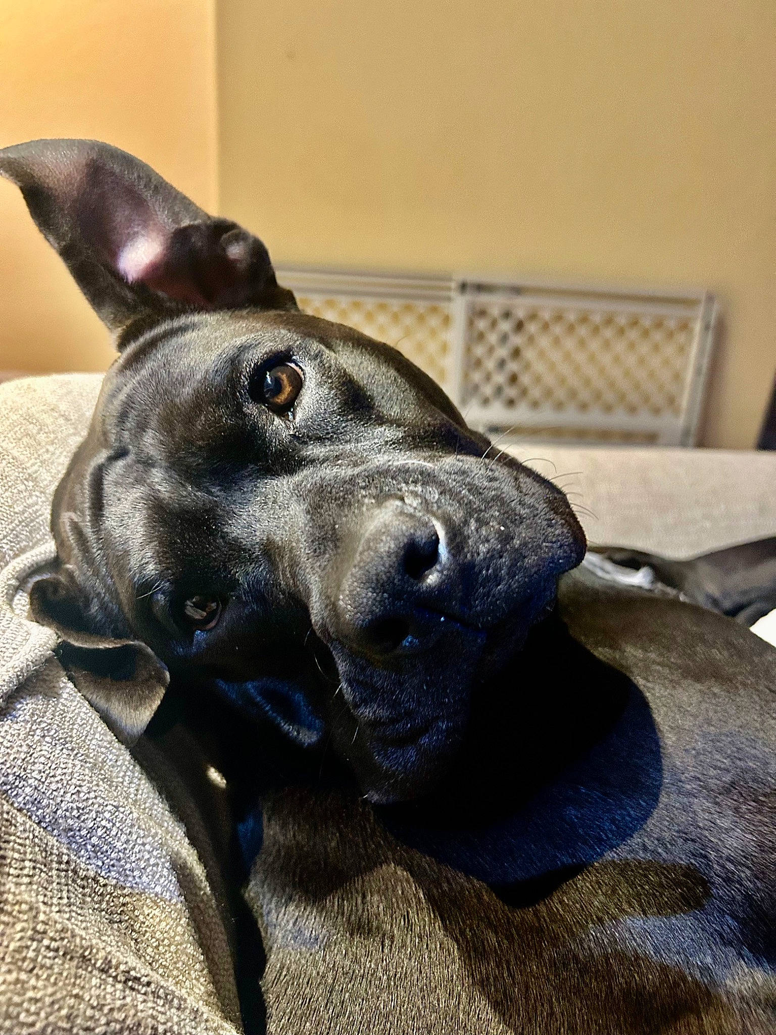 Aurora is registered to the contest to win money with this photo: borador, carnivore, collar, companion_dog, dog, dog_breed, dog_collar, ear, electric_blue, fawn, fur, grey, guard_dog, pet_supply, sculpture, sporting_group, terrestrial_animal, whiskers, wood, working_animal