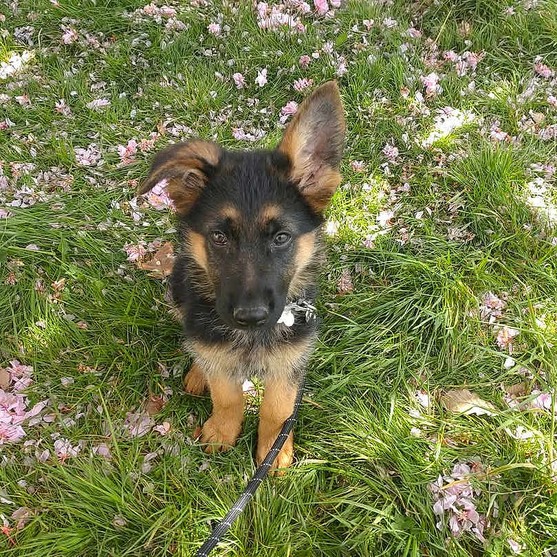 Tess