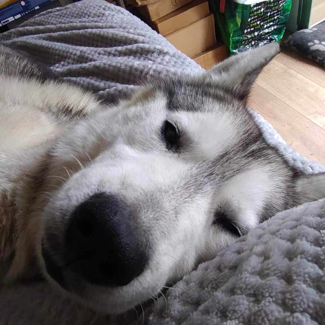 Simba