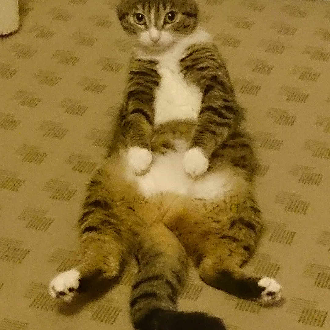 Pompinette