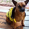 animal, animal_portrait, bee_costume, brown_dog, costume, cute, daylight, dog, domestic_animal, ears_up, funny_costume, fur, looking_away, outdoor, pet, pet_clothing, porch, sitting, small_dog, welcome_mat