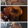 animal, brown_dog, canine, carpet, close_up, collage, cozy, dog, furry, indoor, leather_couch, paw, pet, purple_collar, relaxation, resting, sleeping, snout, tattoo, tattooed_legs
