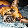 animal, blanket, brown_dog, close_up, companion, cozy, cute, dog, domestic_animal, ears, expression, face, fur, indoor, looking_at_camera, lying_down, pet, purple_harness, resting, soft_texture