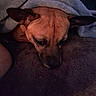 animal, blanket, brown_fur, closeup, comfort, cozy, dog, ears, face, fur, indoor, lying_down, pet, quiet, relaxation, resting, sleepy, snout, soft_texture, warm_lighting