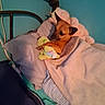 bed, blanket, blue_wall, brown_dog, comfort, cozy, cute, dog, furniture, indoor, metal_bedframe, pet, pillow, plush_toy, relaxation, resting, sleeping_area, small_dog, striped_sheets, stuffed_toy