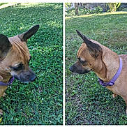 Layla Rose Morris is registered to the contest to win money with this photo: dog, brown_dog, purple_collar, grass, outdoor, pet, animal, canine, side_view, greenery, nature, sunlight, ears_up, small_dog, curious, lawn, daytime, two_photos, split_image, exploring
