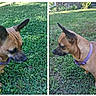 dog, brown_dog, purple_collar, grass, outdoor, pet, animal, canine, side_view, greenery, nature, sunlight, ears_up, small_dog, curious, lawn, daytime, two_photos, split_image, exploring