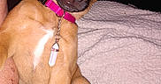 Layla Rose Morris joined the competition — help win amazing prizes! animal, blanket, brown_fur, closeup, collar, companion, cozy, crystal_pendant, curious, cute, dog, domestic, flash, fur, indoor, paw, pet, puppy, sitting, young_dog