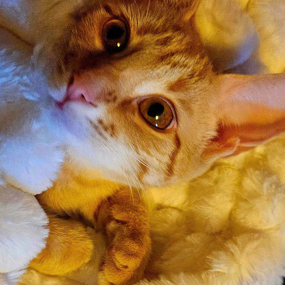 Kiki is registered to the contest to win money with this photo: abyssinian, angora, animal, blanket, cat, clothing, face, fur, head, kitten, manx, person, pet, photography, plush, portrait, quilt, siamese, sleeping, toy