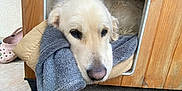 Rider a rejoint le concours — aidez-le/la à gagner de superbes lots ! animal, blanket, canine, comfort, cozy, cute, dog, ears, floor, fluffy, fur, golden_retriever, house, indoors, nose, pet, relaxed, resting, sleepy, wooden_doghouse