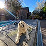 Rider participe au concours pour gagner de l'argent avec cette photo : animal, backyard, blossom, blue_sky, canine, contrail, daytime, dog, garden_chair, golden_retriever, nature, outdoor, pet, pool, relaxing, spring, sunlight, tree, wooden_deck, yoga_mat