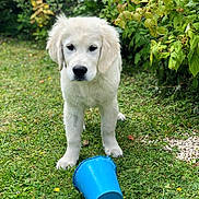 Rider a rejoint le concours — aidez-le/la à gagner de superbes lots ! animal, blue_pot, chewed, cute, dog, flowerpot, garden, grass, grass_lawn, greenery, mischievous, nature, outdoor, pet, plants, playful, puppy, summer, white_dog, young_dog