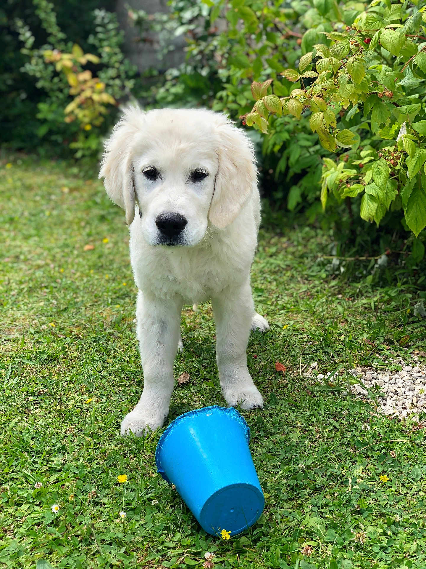 Rider a rejoint le concours — aidez-le/la à gagner de superbes lots ! animal, blue_pot, chewed, cute, dog, flowerpot, garden, grass, grass_lawn, greenery, mischievous, nature, outdoor, pet, plants, playful, puppy, summer, white_dog, young_dog