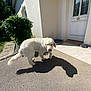Rider participe au concours pour gagner de l'argent avec cette photo : animal, canine, daytime, dog, door, driveway, fur, greenery, house, leafy_bush, outdoor, pavement, pet, playful, shadow, suburban, sunlight, tile_floor, tongue, white_dog