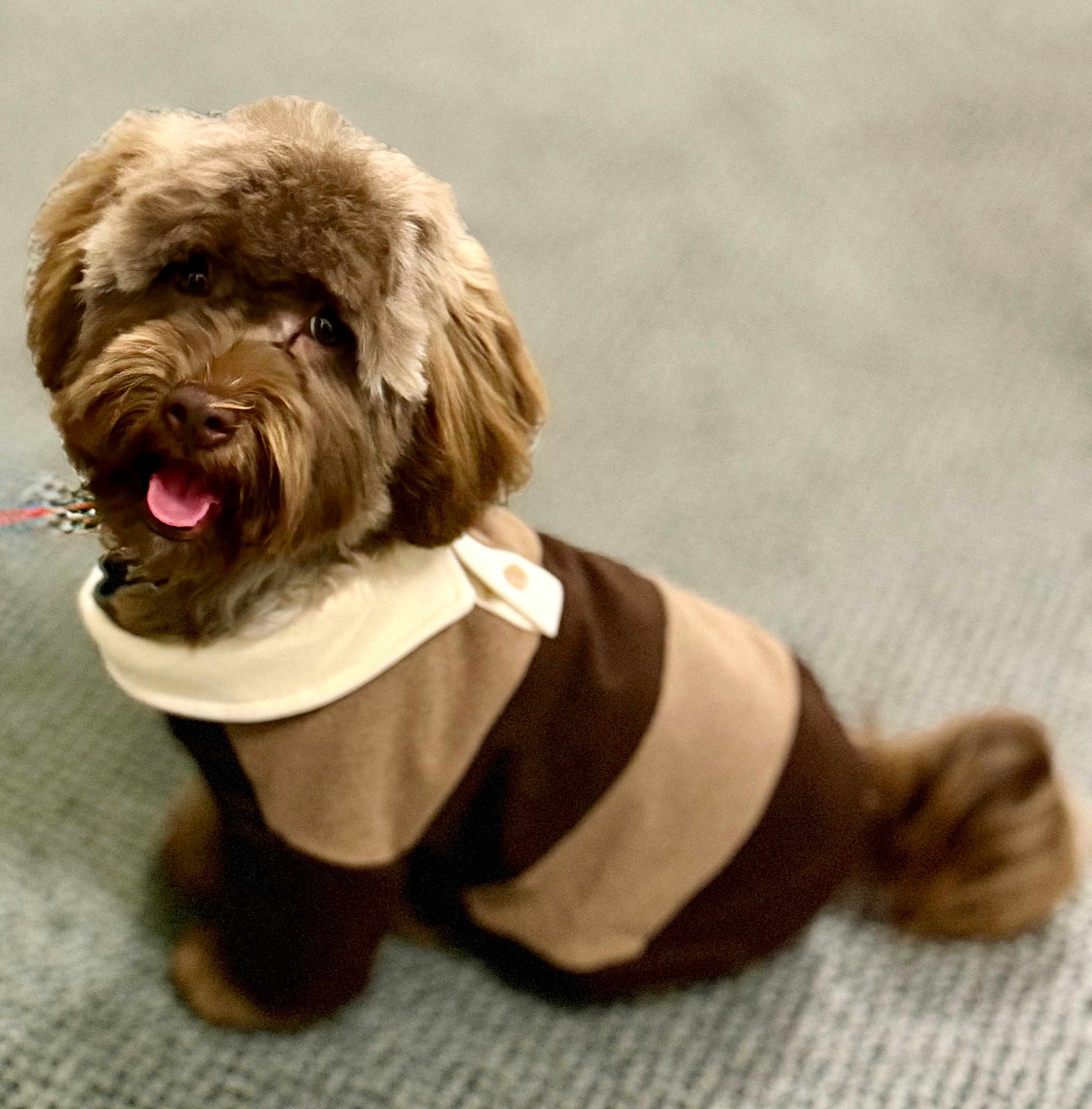Chewy is registered to the contest to win money with this photo: dog, brown, fluffy, sweater, striped, pet, indoor, carpet, cute, happy, tongue_out, fur, animal, companion, smiling, sitting, cozy, portrait, domestic, friendly