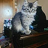 Titan joined the competition — help win amazing prizes! kitten, cat, gray_fur, tabby, fluffy, indoor, wooden_furniture, curious, pet, animal, small, cute, young, home, domestic, feline, eyes, sitting, fur, portrait