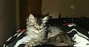 Titan is registered to the contest to win money with this photo: kitten, cat, sleeping, furry, cozy, blanket, indoor, pet, animal, resting, cute, feline, young, fur, domestic, relaxation, comfort, warm, paws, peaceful