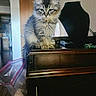 Titan is registered to the contest to win money with this photo: kitten, cat, feline, pet, indoor, wooden_furniture, cabinet, gray_cat, tabby, curious, household, door, jewelry_display, plastic_bag, floor, portrait, animal, cute, fur, domestic
