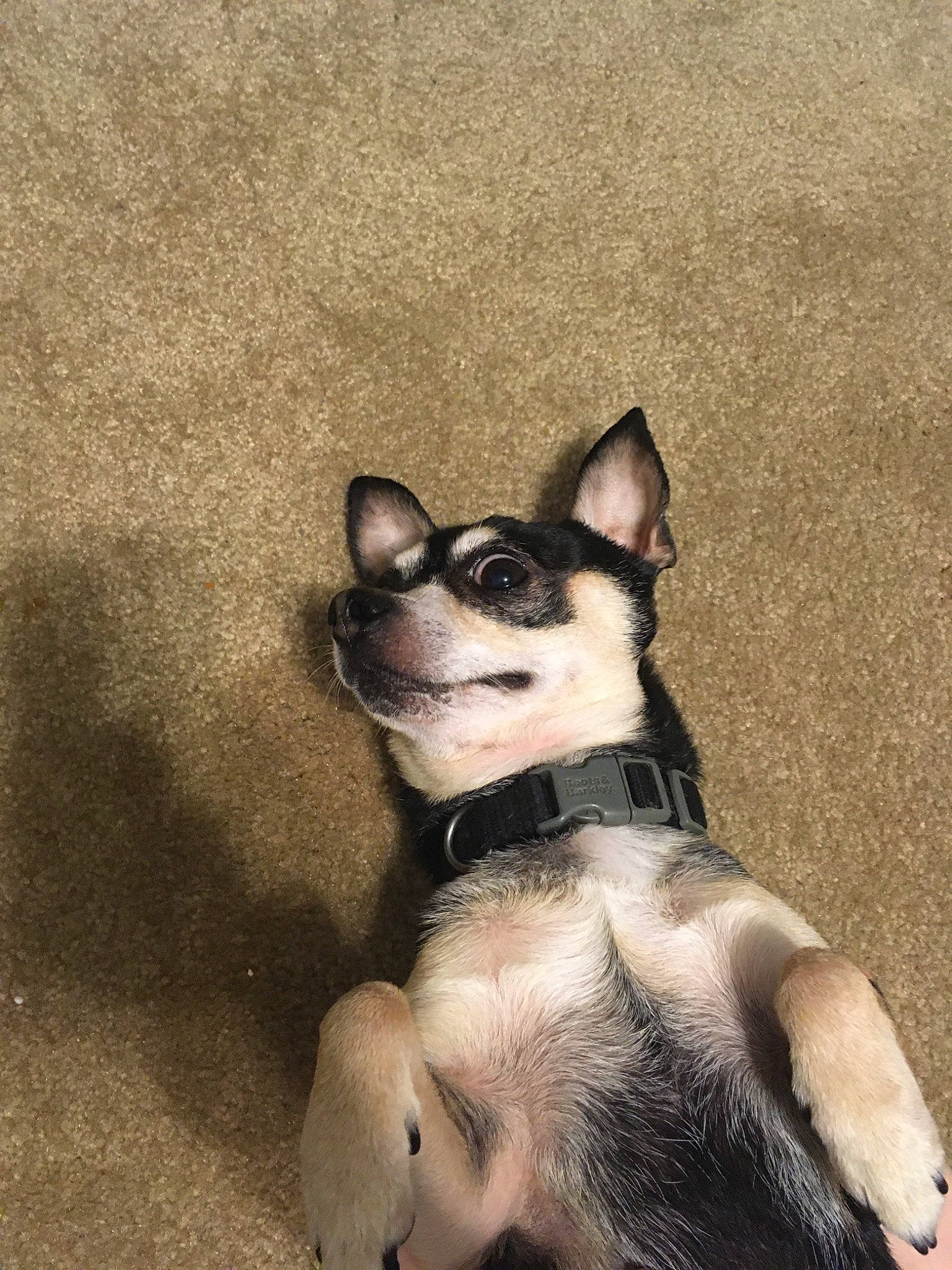 Bandit joined the competition — help win amazing prizes! canidae, carnivore, cat, chihuahua, dog, dog_breed, fawn, mammal, puppy, snout, toy_dog, vertebrate, whiskers