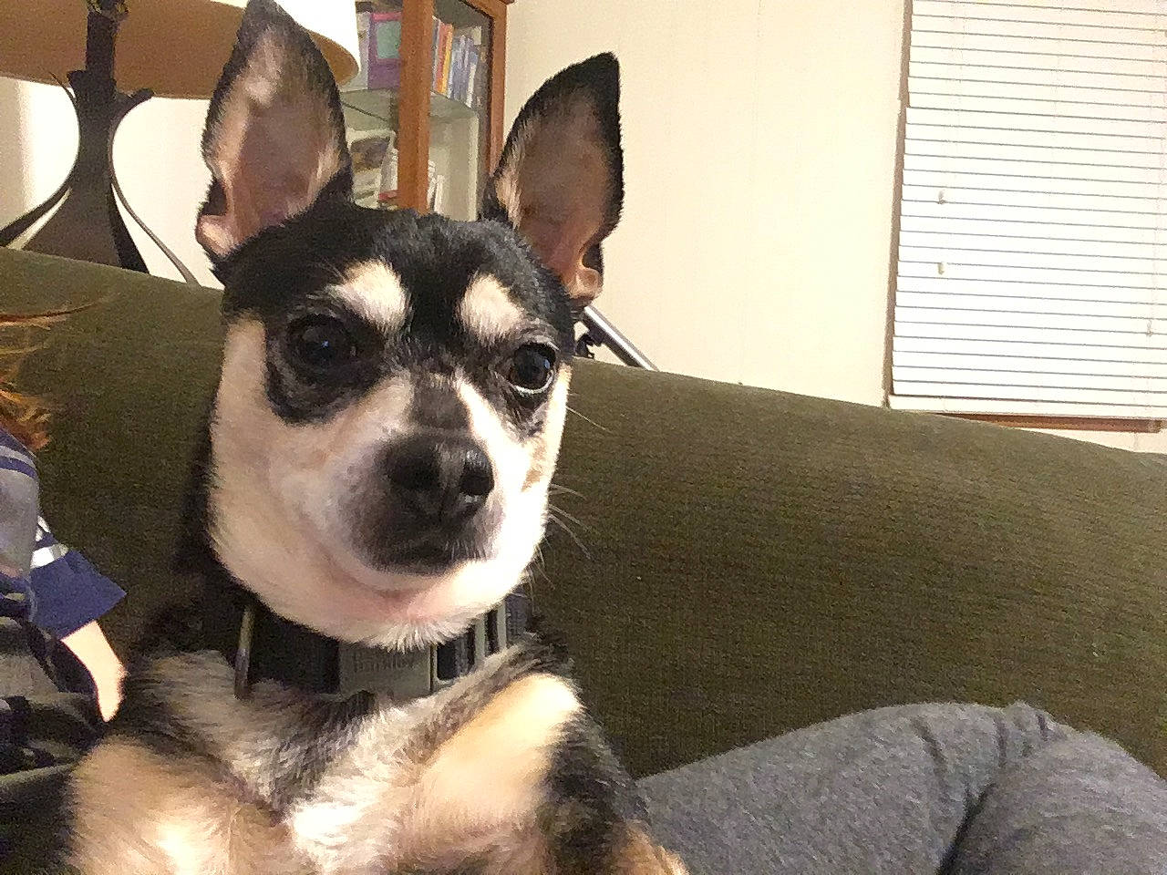 Bandit is registered to the contest to win money with this photo: canidae, carnivore, chihuahua, companion_dog, corgi_chihuahua, dog, dog_breed, ear, feist, mammal, miniature_fox_terrier, rare_breed_dog, rat_terrier, siberian_husky, snout, sporting_group, toy_dog, toy_fox_terrier, vertebrate, whiskers