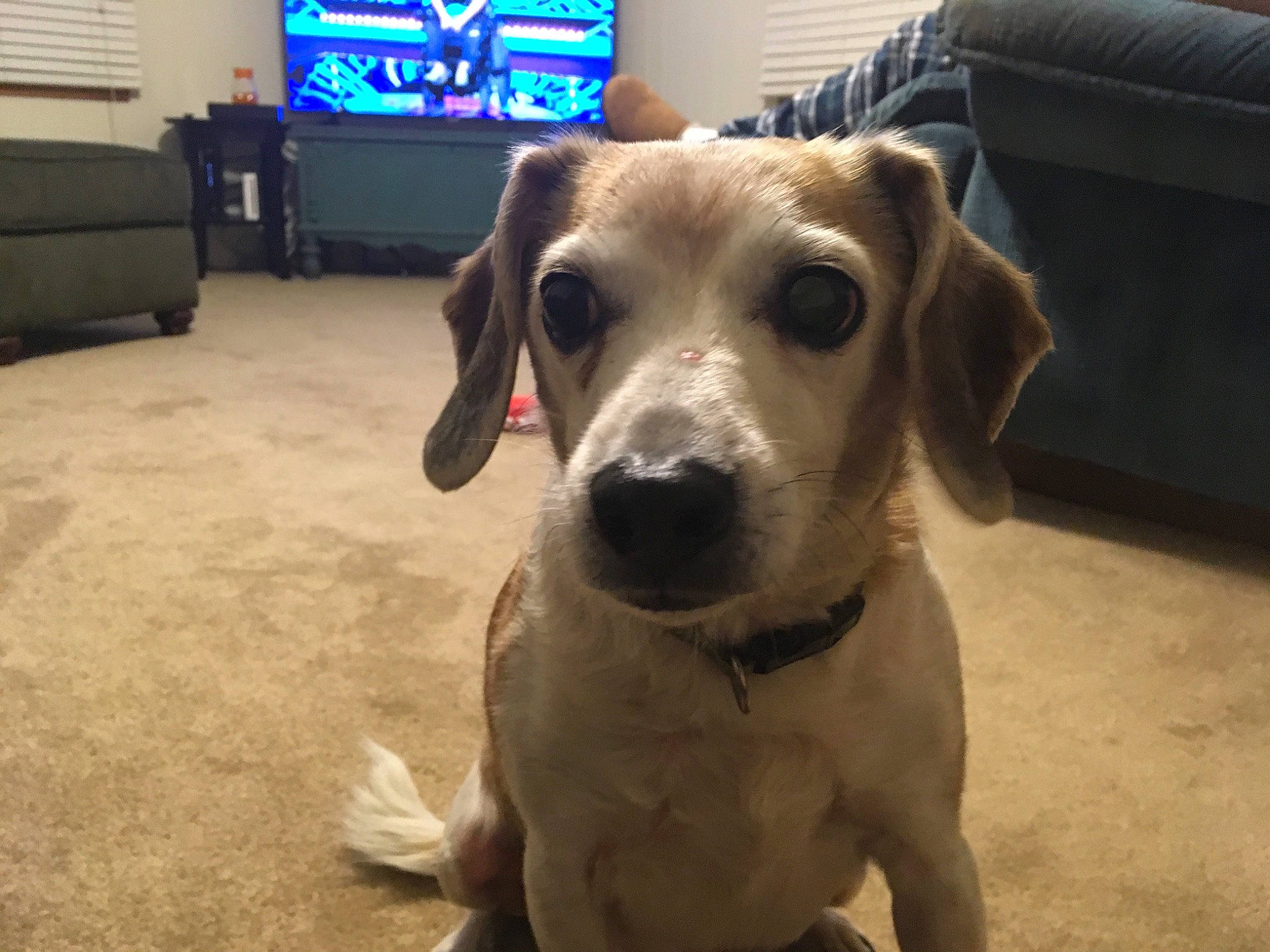 Buster is registered to the contest to win money with this photo: beagador, canidae, carnivore, companion_dog, dog, dog_breed, ear, fawn, hunting_dog, labrador_retriever, mammal, nose, rare_breed_dog, retriever, snout, sporting_group, street_dog, tail, vertebrate, whiskers