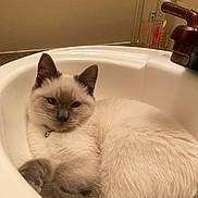 Killua joined the competition — help win amazing prizes! cat, siamese_cat, sink, bathroom, faucet, perfume_bottle, fur, pet, animal, relaxed, domestic_animal, whiskers, ears, face, closeup, indoor, cozy, serene, white, gray