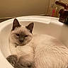 cat, siamese_cat, sink, bathroom, faucet, perfume_bottle, fur, pet, animal, relaxed, domestic_animal, whiskers, ears, face, closeup, indoor, cozy, serene, white, gray