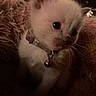 Killua is registered to the contest to win money with this photo: kitten, cat, pet, collar, bell, furry, cute, animal, cozy, blanket, soft, indoors, feline, whiskers, closeup, young, domestic, sleepy, resting, fur