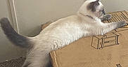Killua joined the competition — help win amazing prizes! cat, feline, stretching, cardboard_box, indoor, carpet, wall, electrical_outlet, light, paw, fur, tail, side_view, domestic_animal, pet, curious, relaxed, home, animal, mammal