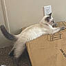 cat, feline, stretching, cardboard_box, indoor, carpet, wall, electrical_outlet, light, paw, fur, tail, side_view, domestic_animal, pet, curious, relaxed, home, animal, mammal