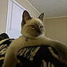 Killua joined the competition — help win amazing prizes! cat, kitten, siamese, indoor, blanket, window, blinds, wall, ceiling, pet, animal, relaxed, stretching, furniture, home, cozy, collar, bell, closeup, furry