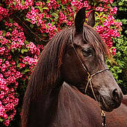 Alkaramana a rejoint le concours — aidez-le/la à gagner de superbes lots !