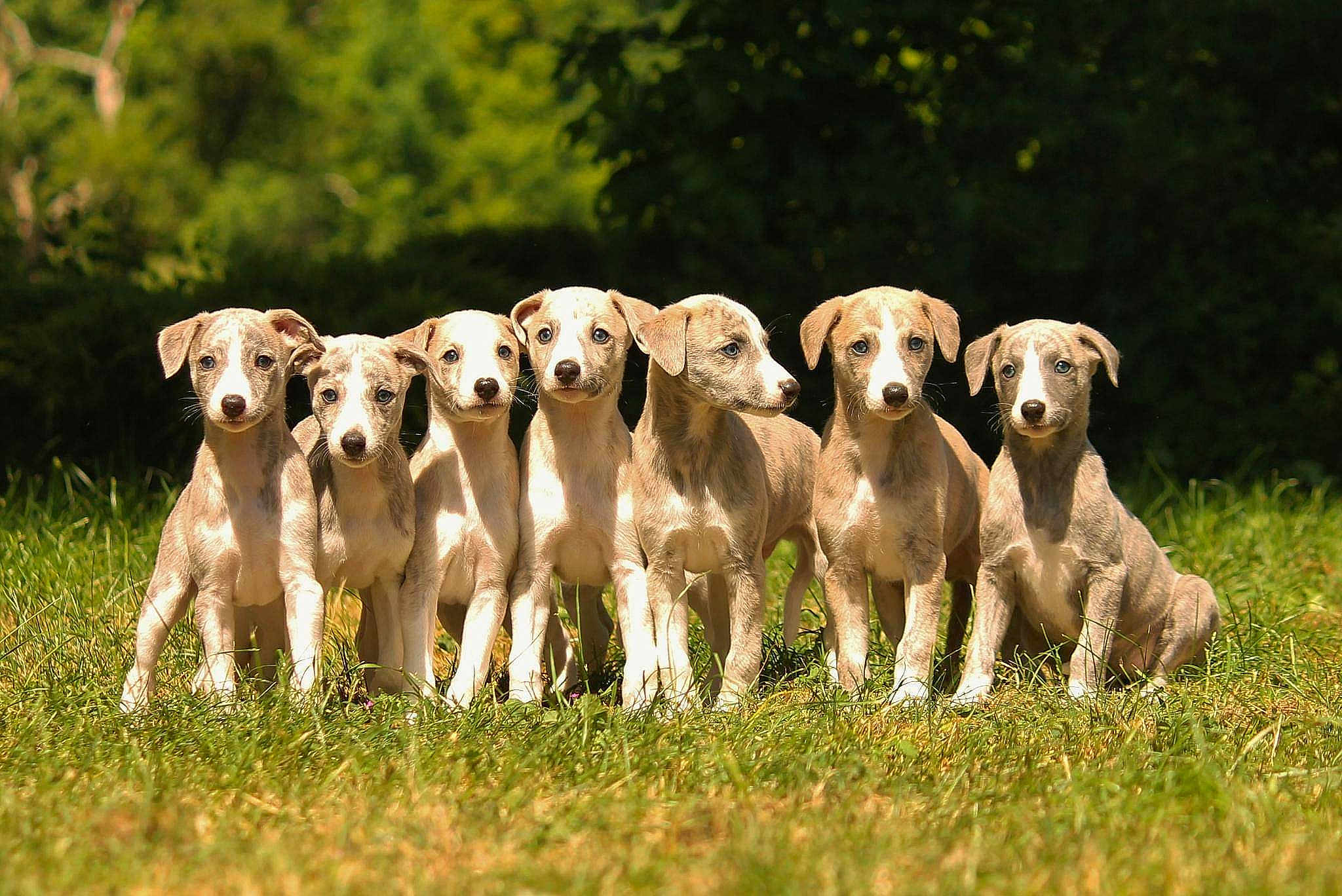 Chiots