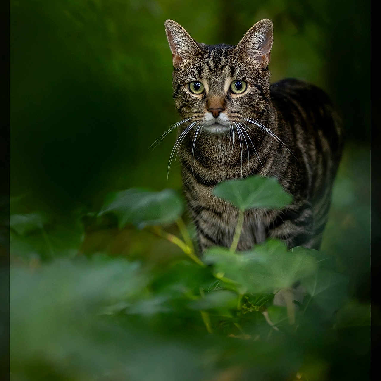 Rio participe au concours pour gagner de l'argent avec cette photo : animal, blurred_background, cat, closeup, curious, eyes, foliage, forest, greenery, leaf, mammal, nature, outdoor, pet, portrait, soft_light, stripes, tabby_cat, whiskers, wildlife