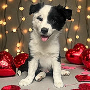Riker is registered to the contest to win money with this photo: puppy, dog, black_and_white, heart, valentine, decoration, fairy_lights, cute, pet, indoor, adorable, sitting, tongue_out, festive, love, background, glowing, celebration, happy, animal