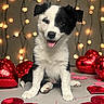 puppy, dog, black_and_white, heart, valentine, decoration, fairy_lights, cute, pet, indoor, adorable, sitting, tongue_out, festive, love, background, glowing, celebration, happy, animal