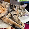 cat, tabby_cat, feline, pet, green_eyes, whiskers, striped_fur, lying_down, stretching, paws, claws, scratching_post, indoor, home, sunlight, window, furniture, relaxed, close_up, animal_portrait