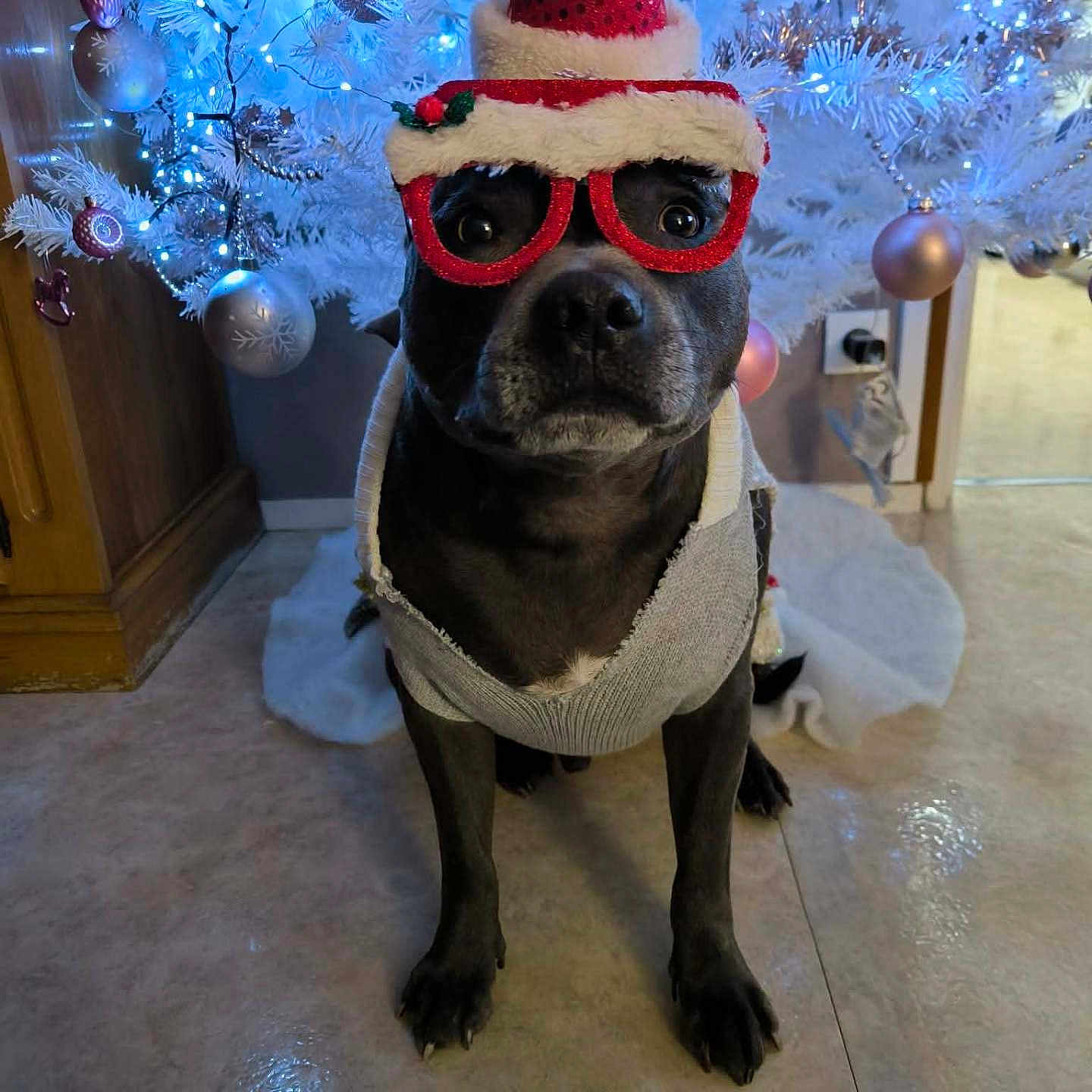 Rio participe au concours pour gagner de l'argent avec cette photo : animal, black_dog, celebration, christmas, christmas_tree, costume, cute, decorations, dog, festive, floor, glasses, holiday, indoor, ornaments, pet, pink_ornaments, santa_hat, seasonal, white_tree