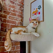 Pickles is registered to the contest to win money with this photo: cat, orange_and_white_cat, cat_tree, perch, brick_wall, framed_picture, leopard_art, indoor, pet, animal, feline, relaxed, resting, collar, fur, whiskers, ears, tail, cozy, home