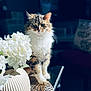 animal, blurred_background, cat, decor, feline, flower, fluffy, green_eyes, household, indoor, pattern, pet, portrait, sitting, soft_light, still_life, tabby, table, vase, white_flowers