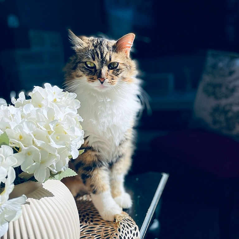 Neko participe au concours pour gagner de l'argent avec cette photo : animal, blurred_background, cat, decor, feline, flower, fluffy, green_eyes, household, indoor, pattern, pet, portrait, sitting, soft_light, still_life, tabby, table, vase, white_flowers