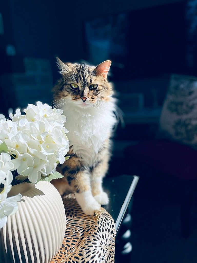 Neko