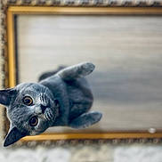Yumi participe au concours pour gagner de l'argent avec cette photo : animal, background_blur, cat, close_up, curious, cute, domestic_cat, ears, feline, frame, golden_frame, gray_cat, indoor, looking_up, pet, playful, portrait, soft_focus, whiskers, wide_eyes