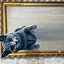 animal, background_blur, cat, close_up, curious, cute, domestic_cat, ears, feline, frame, golden_frame, gray_cat, indoor, looking_up, pet, playful, portrait, soft_focus, whiskers, wide_eyes