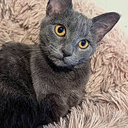 Mimzy joined the competition — help win amazing prizes! cat, grey_cat, amber_eyes, fluffy_blanket, indoor, pet, feline, curious, close_up, portrait, soft_texture, relaxed, animal, whiskers, ears, fur, looking, cute, cozy, domestic