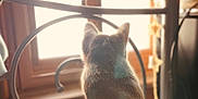 Mimzy joined the competition — help win amazing prizes! cat, window, sunlight, metalwork, indoor, animal, pet, fur, back_view, quiet, warm_light, soft_texture, seat, home, daylight, resting, curious, peaceful, feline, looking_out