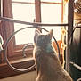 cat, window, sunlight, metalwork, indoor, animal, pet, fur, back_view, quiet, warm_light, soft_texture, seat, home, daylight, resting, curious, peaceful, feline, looking_out